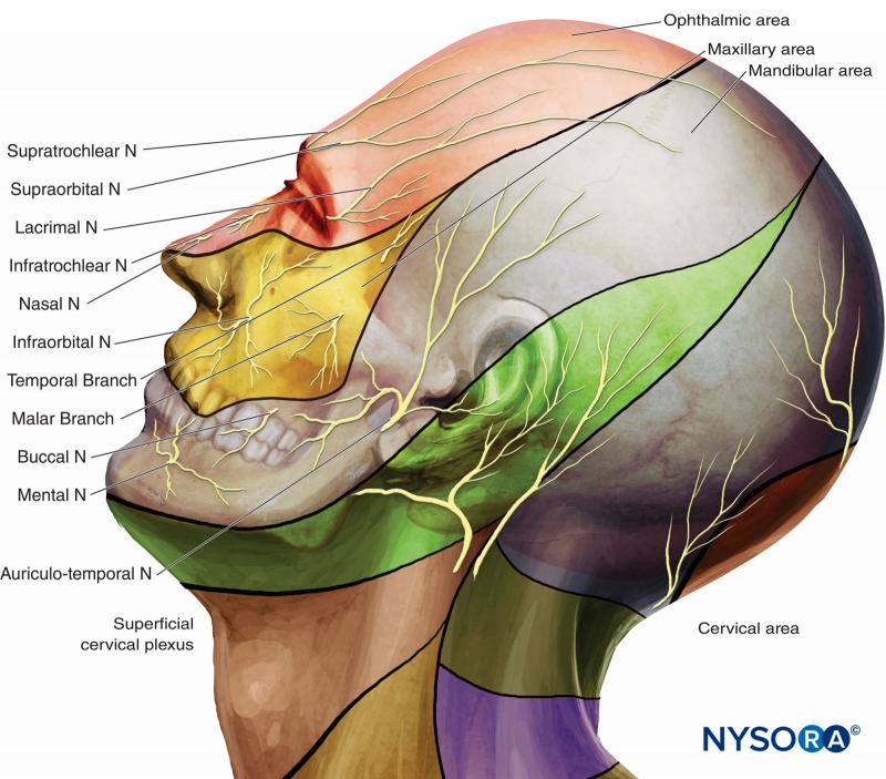 Blokada nerwu trójdzielnego gałąź żuchwowa: nerw uszno skroniowy